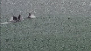 Still from Humpbacks II