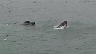 Still from Humpbacks III