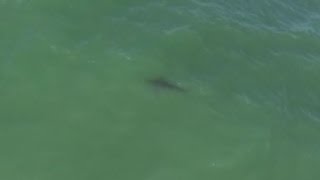 Still from Pacifica Great White Shark