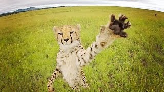 Still from CHEETAH vs DRONE // South Africa