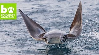 Still from Amazing Aerial Drone Footage of Leaping Mobula Rays