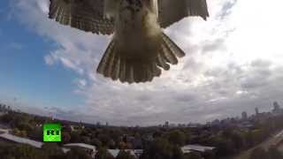 Still from Hawk attacks drone! 'Angry bird' takes down quadcopter from skies