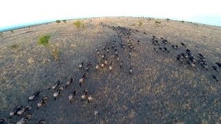 Still from Homemade Safari: Incredible Drone Footage Of Serengeti Wildlife