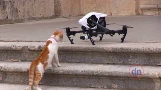 Still from Cats VS Drones Mega Compilations November 2016. Funny cats.