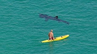 Still from Shark Swims beneath Surfers Drone Footage Compilation